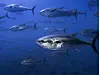 Den atlantiska blåfenade tonfisken är nu på väg tillbaka. Om man lyckas reglera fisket på ett hållbart sätt, kan det bli både en fantastisk inkomstkälla och protienkälla för såväl sportfiskare som yrkesfiskare. Foto: Bryan J. Skerry/WWF
