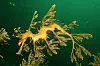 05_Leafy_Seadragon_on_Kangaroo_Island