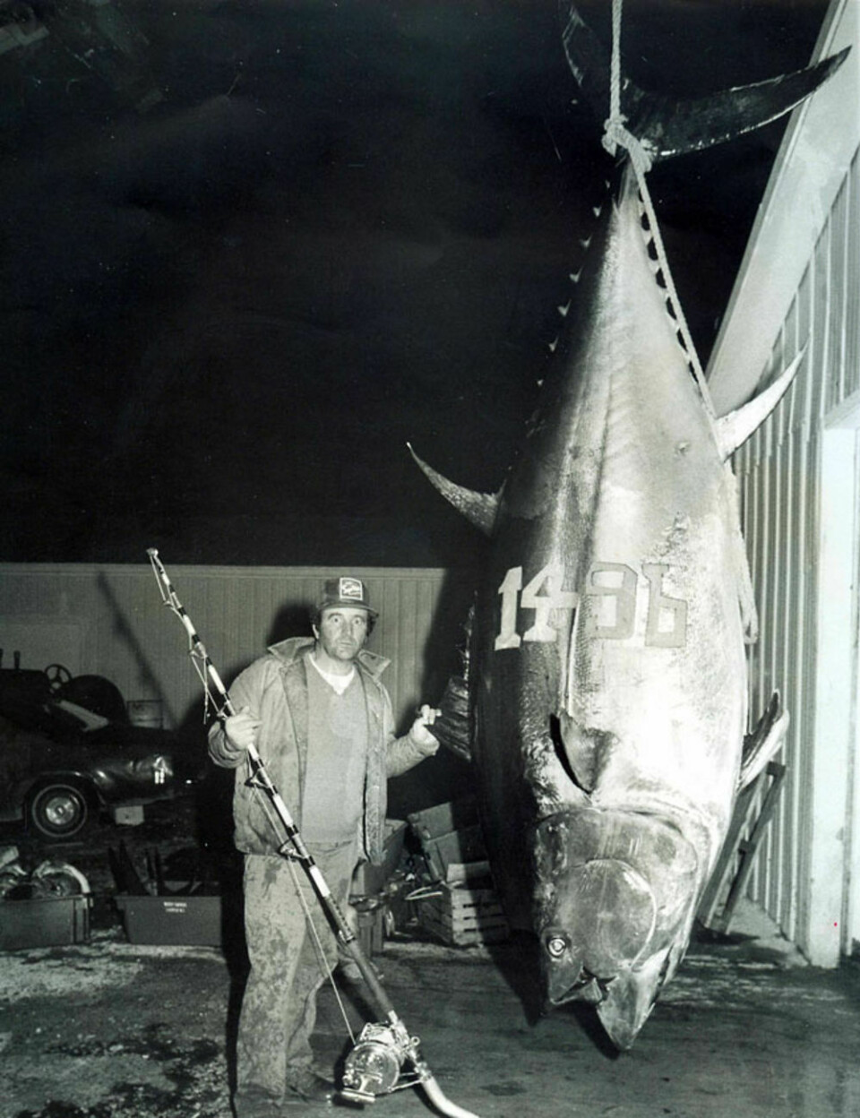 tuna, bluefin