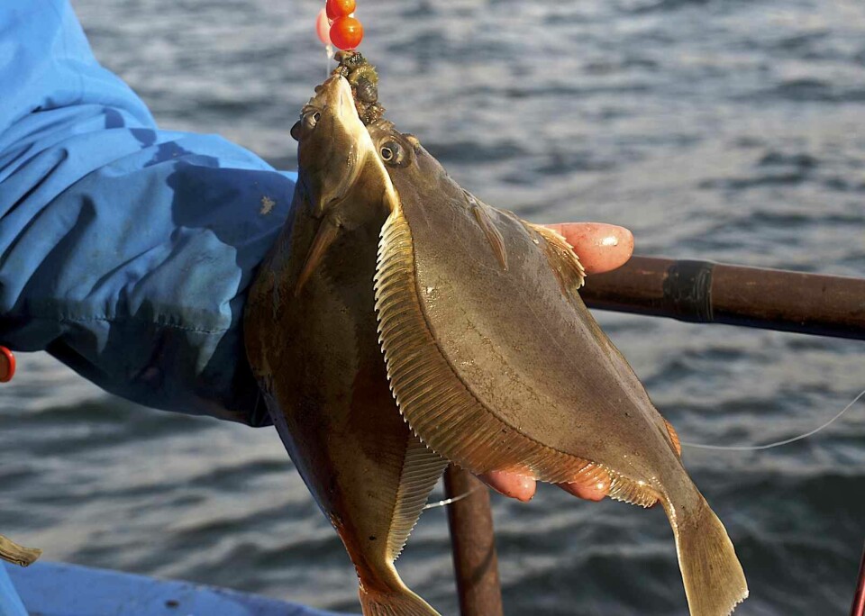 Liten men naggande god. Sandskäddan är en finfin fisk både på spöet och i tallriken. (Foto Ander Nicander)