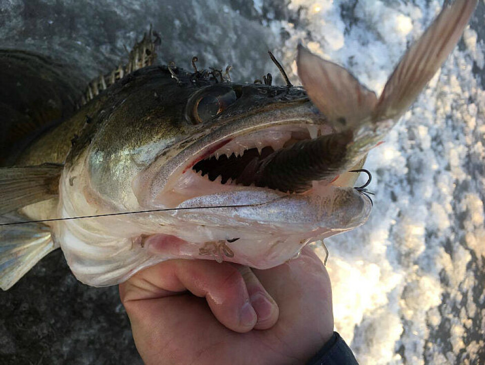 hermafrodit hermafrodit - Stockphoto #52878 | PantherMedia Billedbureau