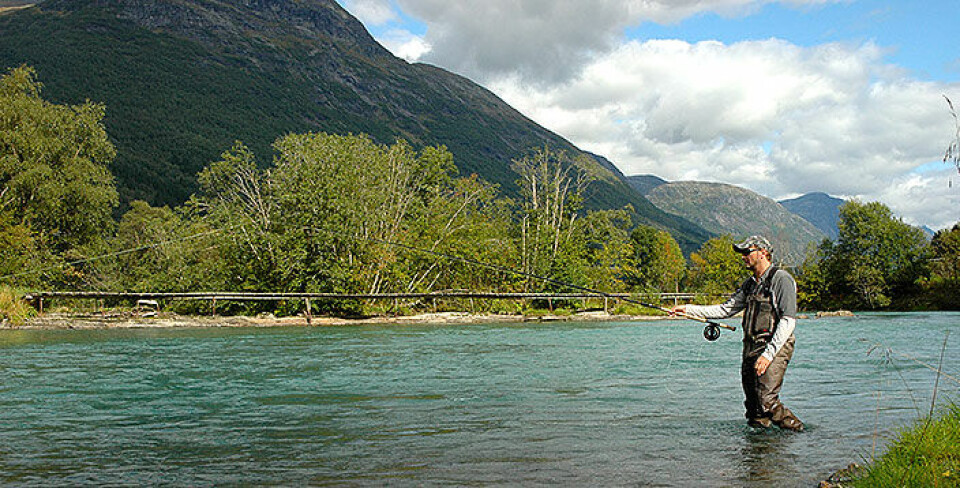 Atlantic Salmon: Choosing the right fly line