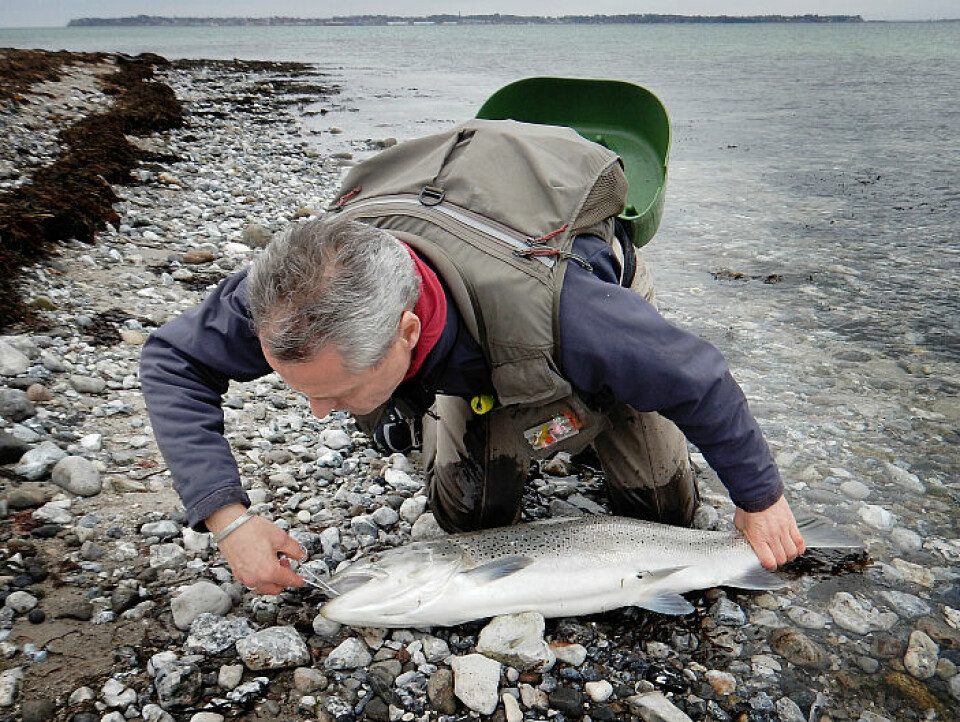 Efter snabb mätning återfick den väldiga fisken friheten, och tackade sin fångstman med ett par kraftiga stjärtslag innan den försvann ut i Isefjorden. Foto: Henning Eskol