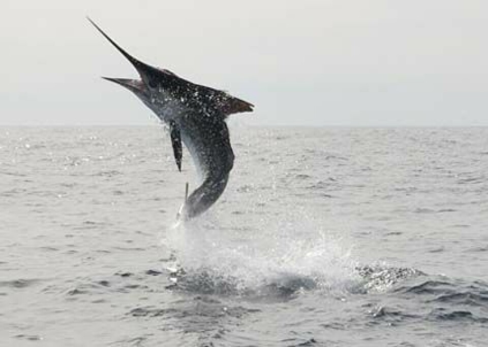 Marlin, en av världens förnämsta sportfiskar, hör inte hemma på restaurangmenyerna, menar IGFA. (Foto: Pasi Johansson)