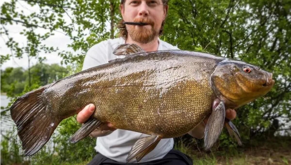 Fiske efter Sutare i Sverige: Tekniker, Utmaningar och Erfarenheter