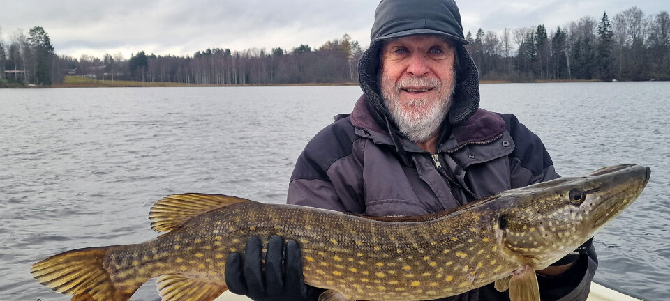 Mushukda yoki eshakda ikkita xoroz Qora yoki oq odam bilan jinsiy aloqa