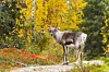 Ren står på en stig i Finland med gul höstskog och röda blommor i förgrunden.