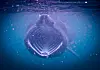 Basking shark under vattenytan i blått hav, med munnen öppen medan den filtrerar plankton.
